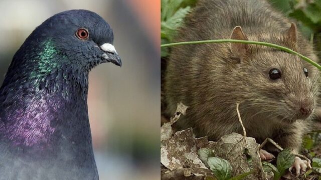 Waarom (vliegende) ratten eigenlijk heel slim zijn
