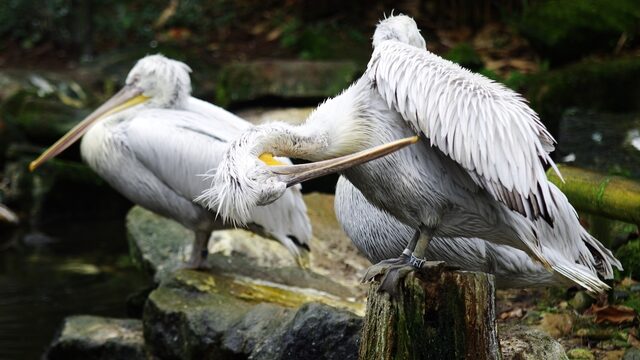 Kroeskoppelikaan keert na vijf eeuwen misschien weer terug in Nederland