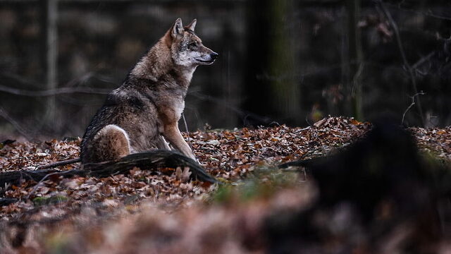 'Geef subsidie voor schrikdraadnetten om de wolf te weren'