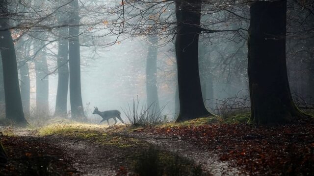 'Stukken bos afsluiten in ruil voor een ruime vergoeding, het lijkt me niet echt nodig'