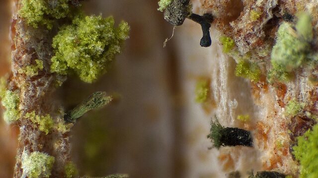 Mysterieuze regenschaduwspecialisten zijn te vinden in oude bossen