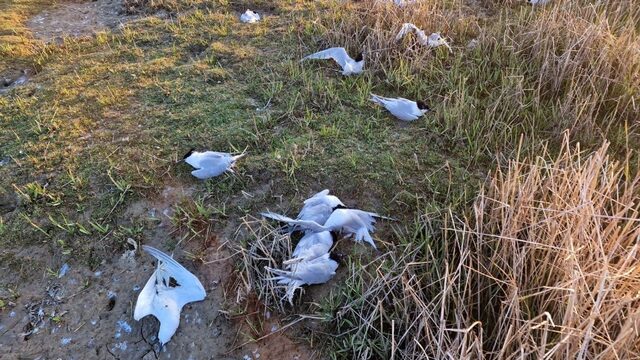 Vogelgriep treft dit jaar ook broedende vogels: de uitbraak houdt langer aan