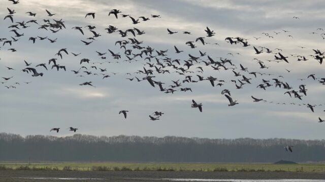 Vogels veel last van vuurwerk: 'Tijd voor verbod op vuurwerk rond natuurgebieden'