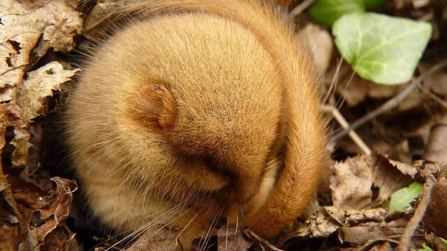 Jonger worden door te slapen? Deze dieren gaan de komende maanden in winterslaap