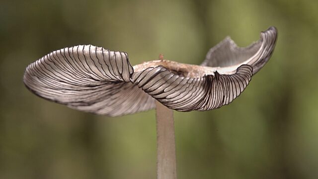 Het mysterieuze 'Wood Wide Web' onder de grond