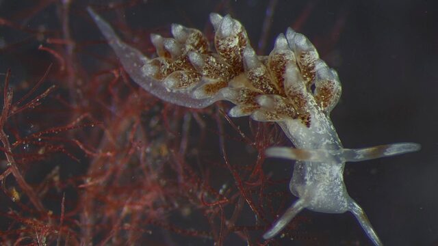 Nieuwe slakken in het Veerse Meer: biologen staan voor een raadsel