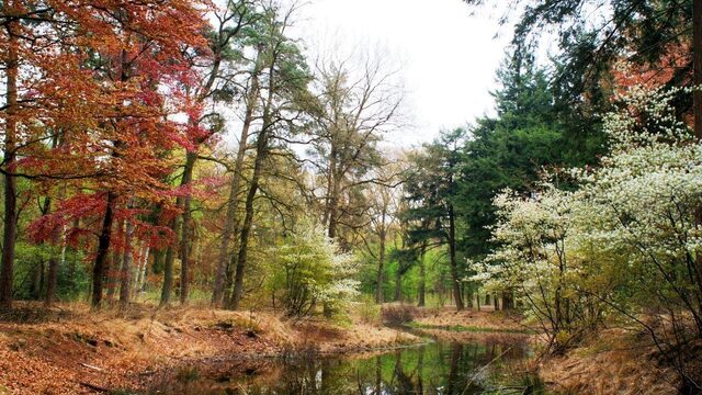 Meer bos in Nederland op plek van verdwenen woud: een groene toekomst met historische logica