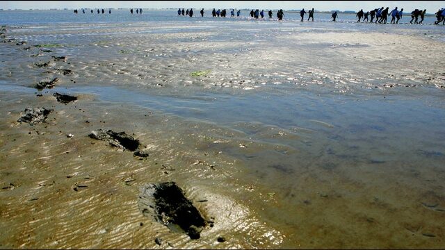 Wat is de oorspronkelijke culinaire cultuur van de Waddeneilanden?