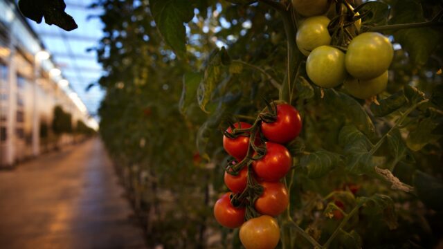 We gebruiken veel minder gas, ook tomatenteler Jacob: 'Behoorlijke impact'