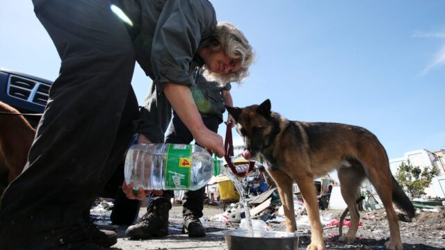 'Ruiken de honden de geur van de dood, dan worden ze heel fanatiek'