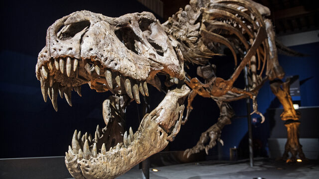Toen de dinosauriërs uitstierven, was het lente: 'Het seizoen heeft een belangrijke rol gespeeld'