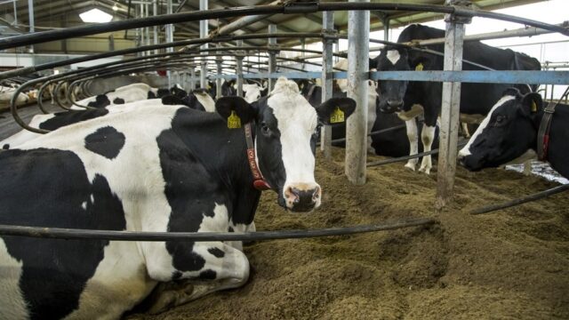 Stand.nl: Kabinet, schiet op met stikstofbeleid