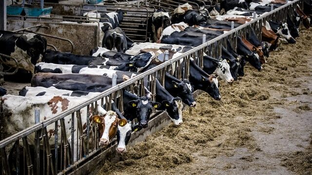 Stand.nl: 'Het kabinet moet in één keer de meest vervuilende boeren uitkopen'