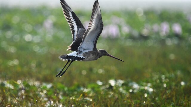 Het gaat niet goed met onze nationale vogel: 'Hij is voortdurend op de vlucht'