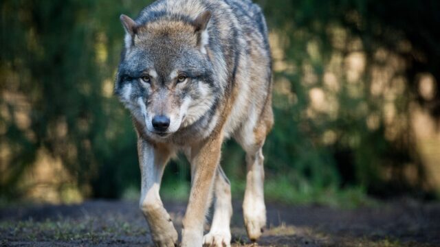 In Noord-Macedonië zijn sommigen de wolf liever kwijt dan rijk
