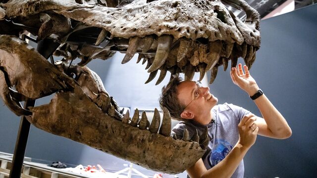 Waarom zijn we zo gefascineerd door dino's?