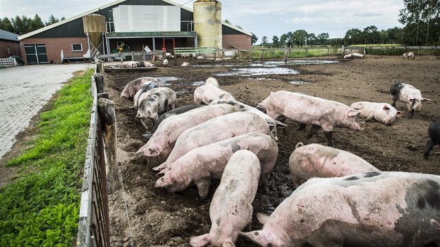 'Beter Leven-keurmerk moet stoppen vanwege misstanden in veehouderijen'