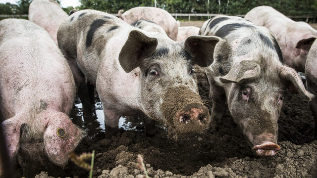 Veel minder varkensboeren stoppen met hun bedrijf dan verwacht