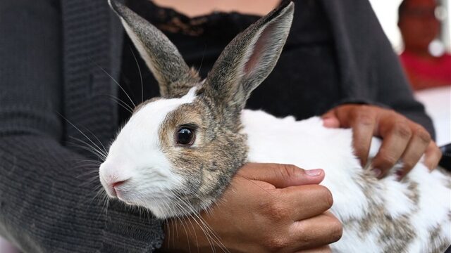 Stand.nl: 'Met de nieuwe dierenwet slaan we door in dierenwelzijn'