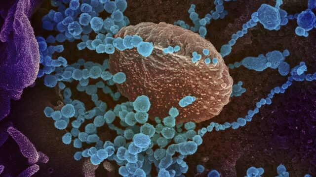 Hoe je oorlog voert met biologische wapens