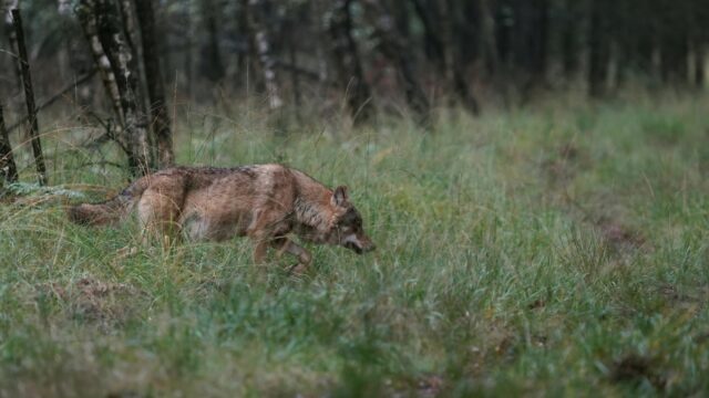 Wat is de invloed van de wolf op de natuur in Nederland?