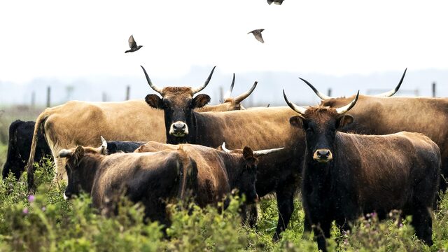 Kan Nederland de natuur zijn gang laten gaan? 'We willen de hele tijd ingrijpen'