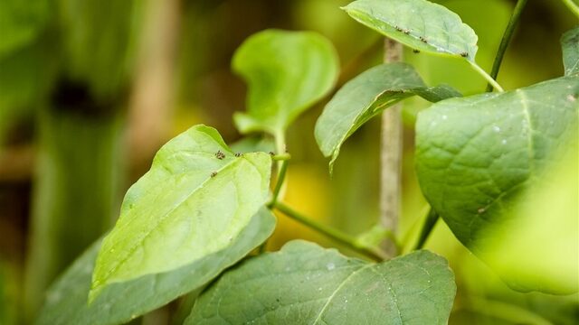 De Japanse Duizendknoop: alles wat de mens maakt krijgt de plant kapot
