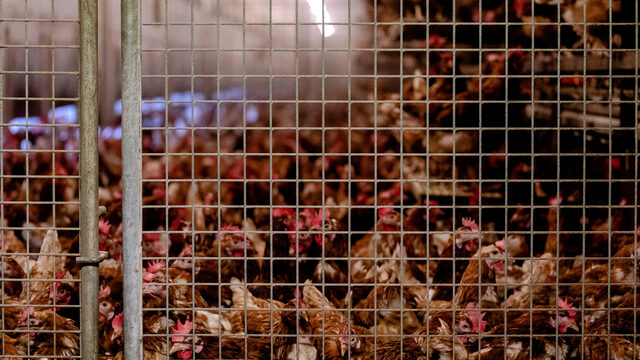 Hoe moeten we nu en in de toekomst met de vogelgriep omgaan?