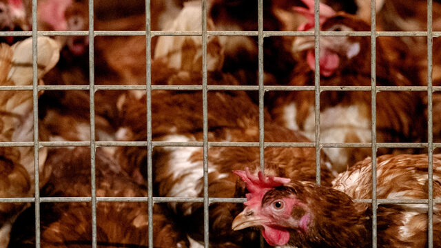 Barneveld als kippenhoofdstad nog houdbaar? 'Boeren gedwongen opkopen gaat te ver'