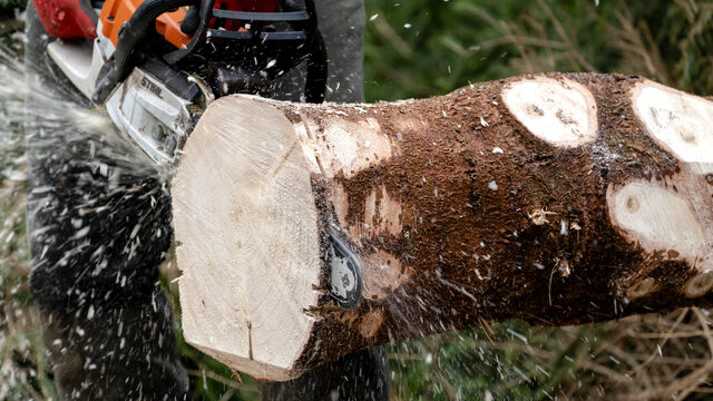 'Stop met het kappen van bomen voor biomassa'
