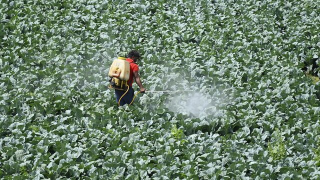 Pesticiden kunnen het hartritme verstoren: 'Als we dat weten, kunnen we gerichter behandelen'
