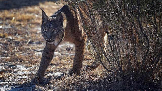 Kans dat er echt een lynx rondloopt bij 's-Gravenzande is klein