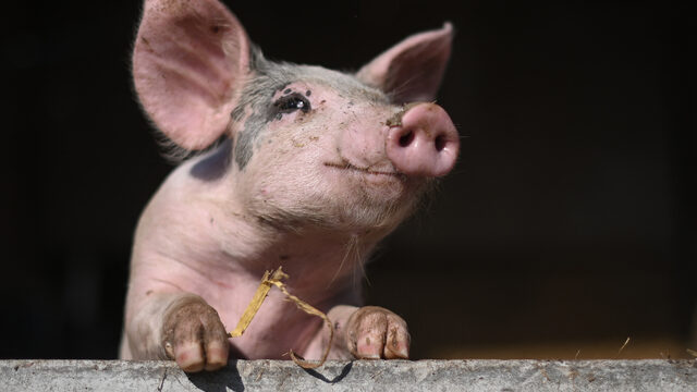 Dieren als orgaandonor? 'Dit lijkt mij menselijker dan dieren gebruiken in de bio-industrie'