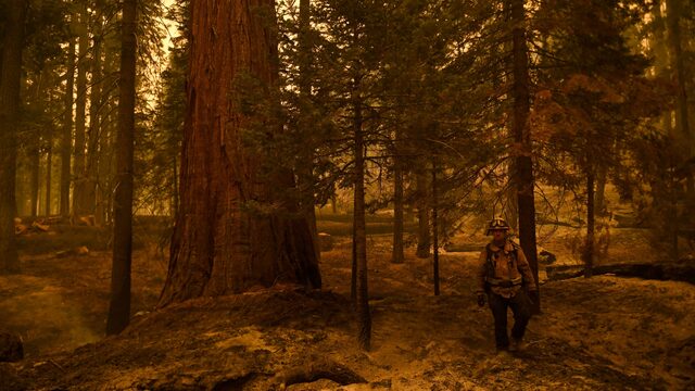 Bosbrand in Yosemite bedreigt reuzensequoia's: 'Ze zijn te waardevol'