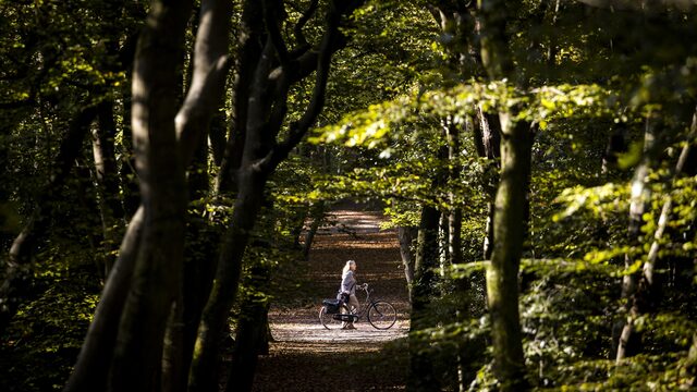 Bomen als airco: 'Ze kunnen tot wel tien graden koelen'