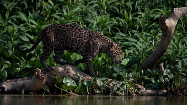 Hoe narco's en massale boskap de jaguar bedreigen