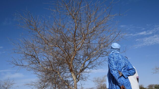 Laat de ondergrondse bossen in Ethiopië weer groeien