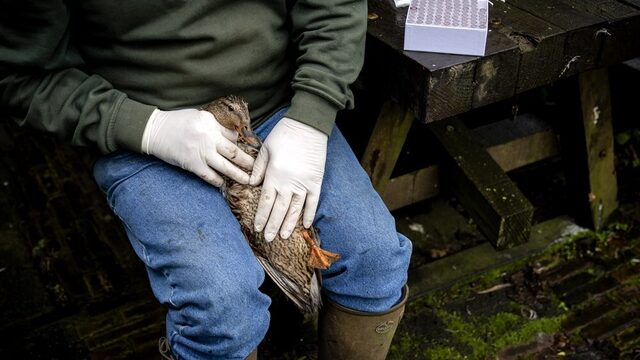Stand.nl: 'We moeten vogelgriep veel serieuzer nemen'