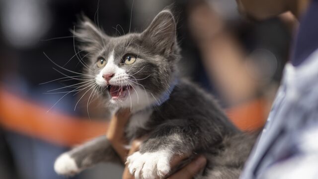 Horen katten binnen te blijven? 'Een huisdier moet je onder toezicht houden'