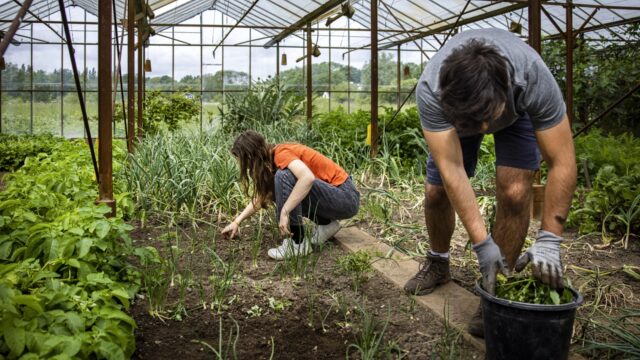 De blinde vlek binnen de GGZ-wachtlijsten: wandelen of werken in de natuur