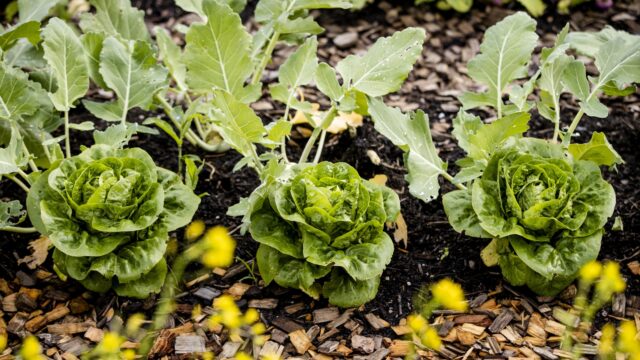 Alledaagse Vragen - Waarom liggen veel moestuintjes langs het spoor?