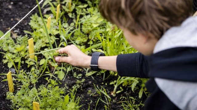 Onder de rook van Chemours in Dordrecht zit te veel PFAS in groente en fruit uit eigen tuin