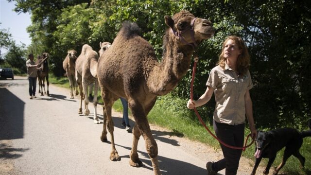 Berucht dierenverhuurbedrijf gaat ongestoord verder met illegale verhuur
