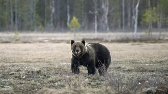 Slowaken zien beren op de weg | NPO Radio 1