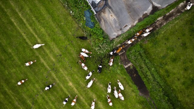Meerdere provinciale afdelingen van het CDA en de VVD verzetten zich tegen landelijk stikstofbeleid