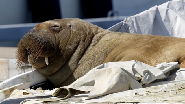 Walrus op bezoek: 'Zou kunnen dat ze vaker deze kant op komen'