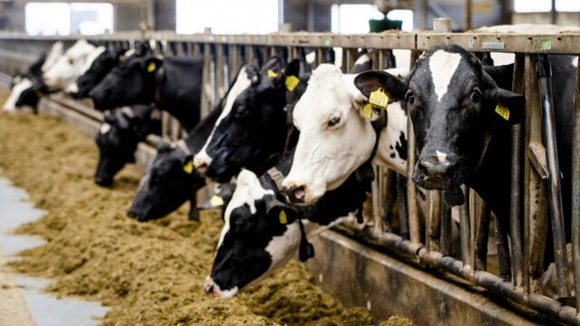 CEO veevoerbedrijf Agrifirm: vergeet olie, het draait straks om voedsel