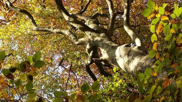 Bomen in de stad van de toekomst: de Floriade staat er vol mee