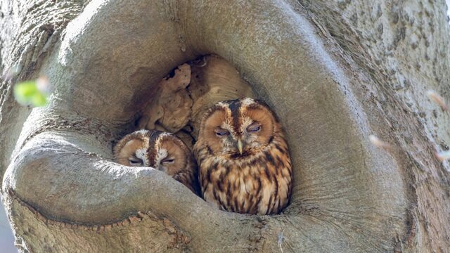 Beleef de Lente is weer begonnen: volg hier de broedende vogels