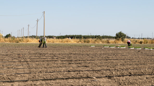 De uitbuiting achter die goedkope tomaatblikjes - NPO Radio 1